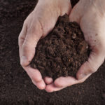 Garden Dirt as Anti-Depressant? Garden Dirt