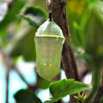 Liminal Stage Chrysalis